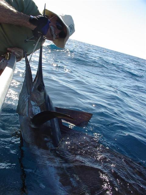 My old man's sailfish